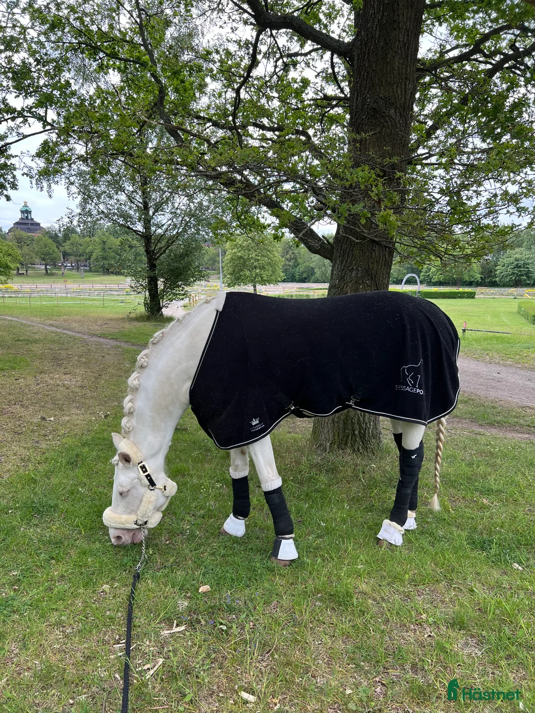 Övrig Hästutrustning hästutrustning till salu: Luddgrimma cob i Johanneshov - Annons 1