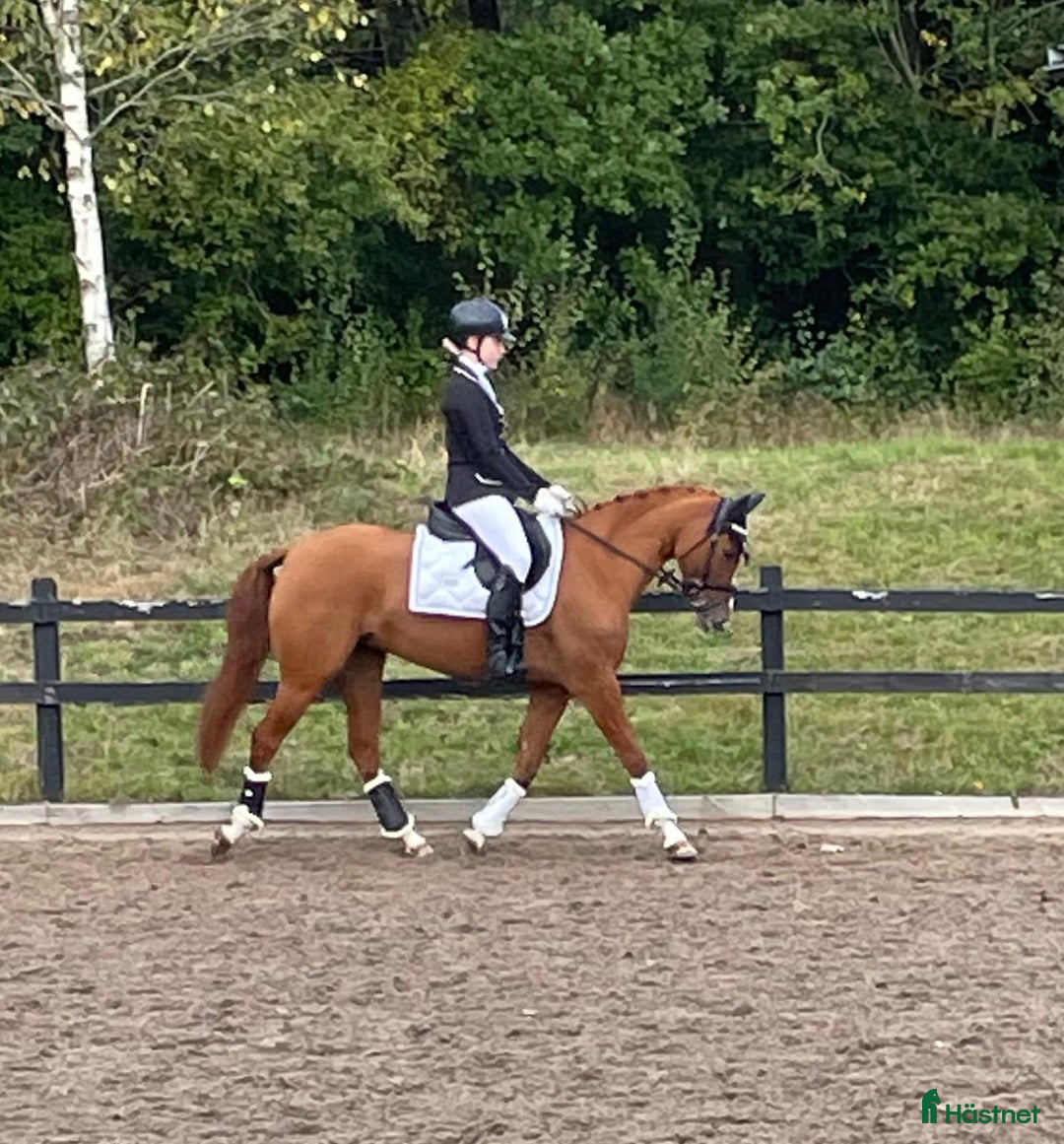 Hoppning hästar till salu: Blivande elit ponny i Laholm - Annons 3