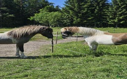 Island hästar till salu: Dräktigt islandssto i Matfors - Annons 5