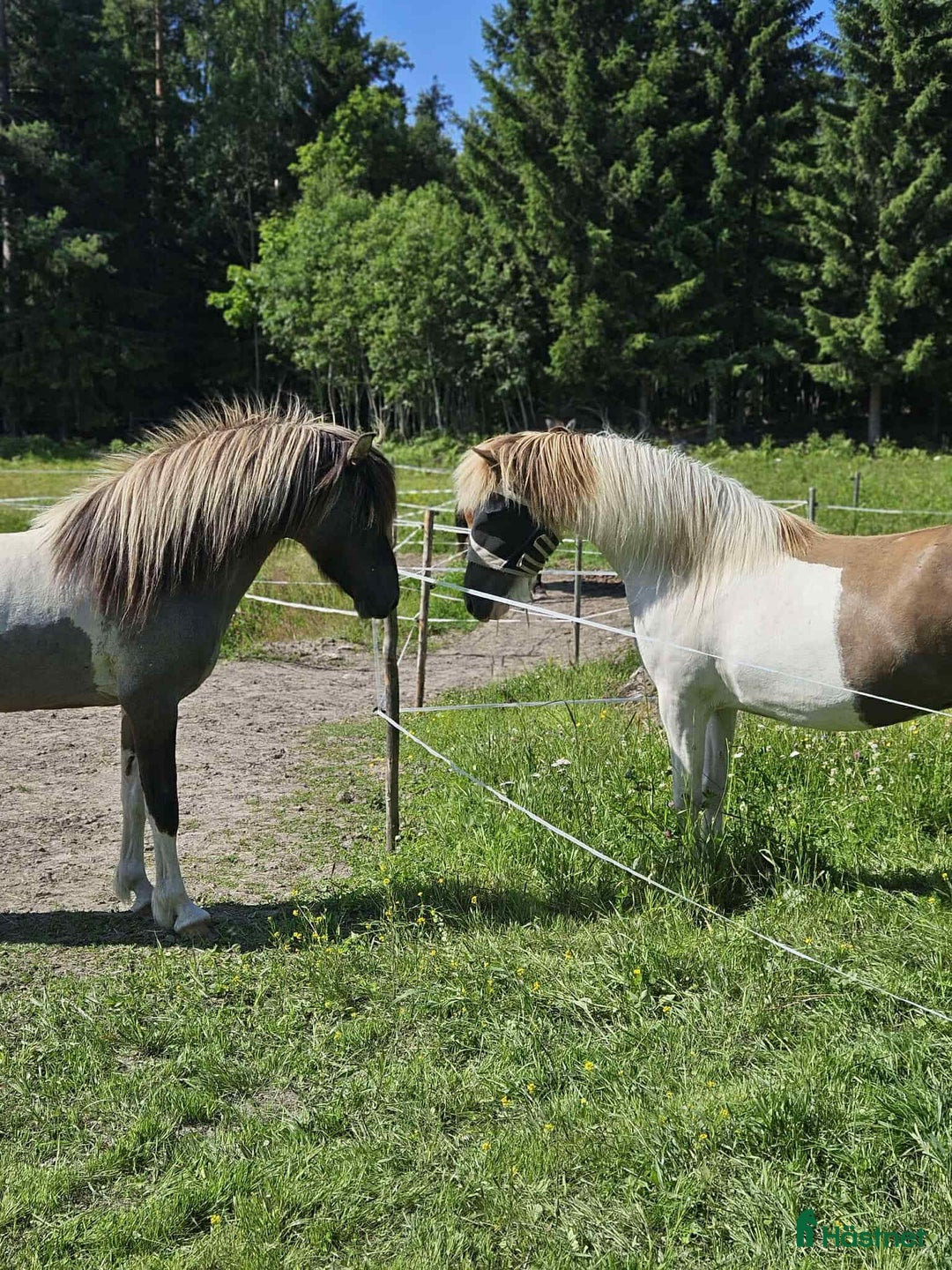 Island hästar till salu: Dräktigt islandssto i Matfors - Annons 5