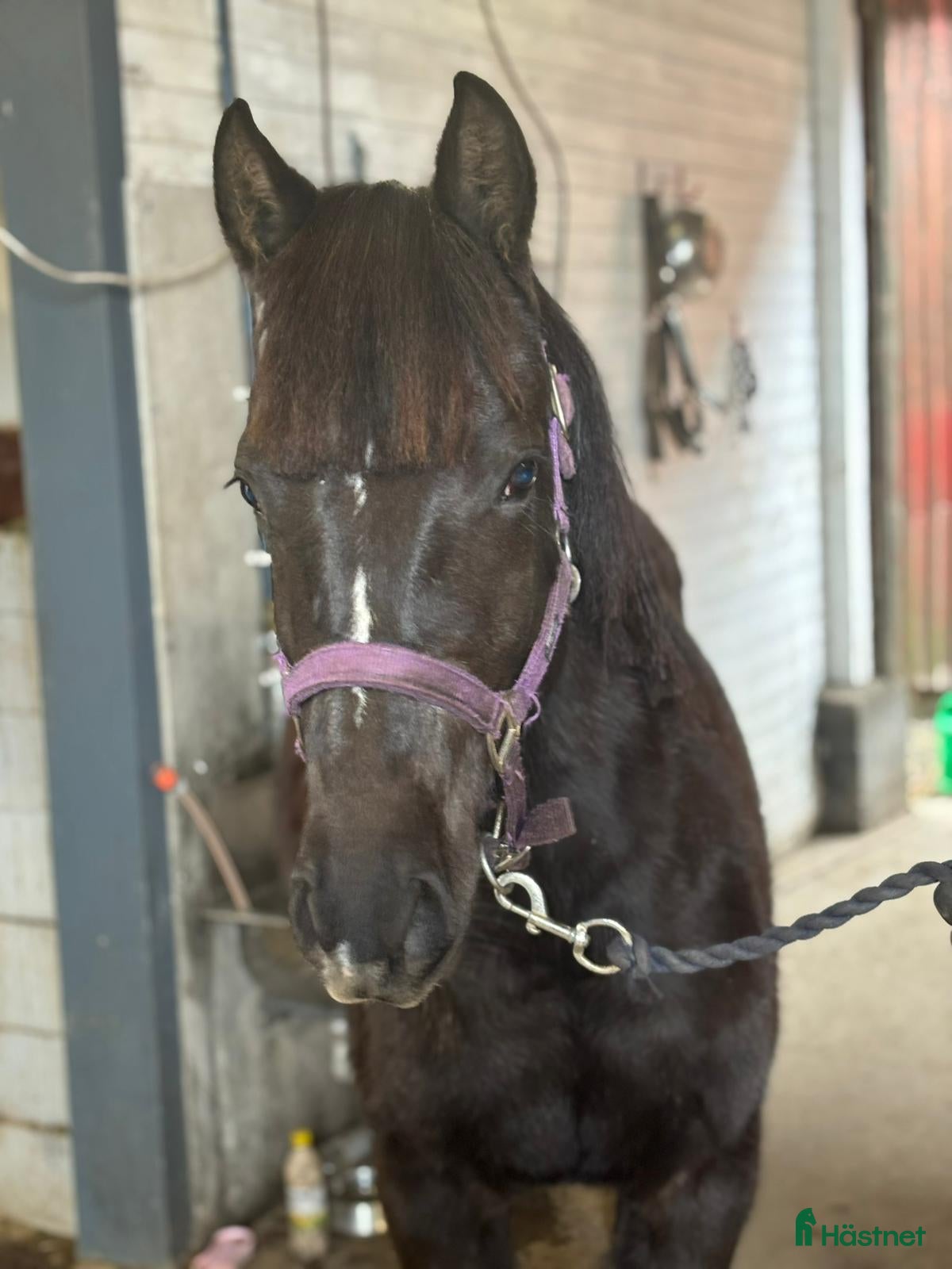  hästar Framtida SM ponny till salu/foder - Annons 1