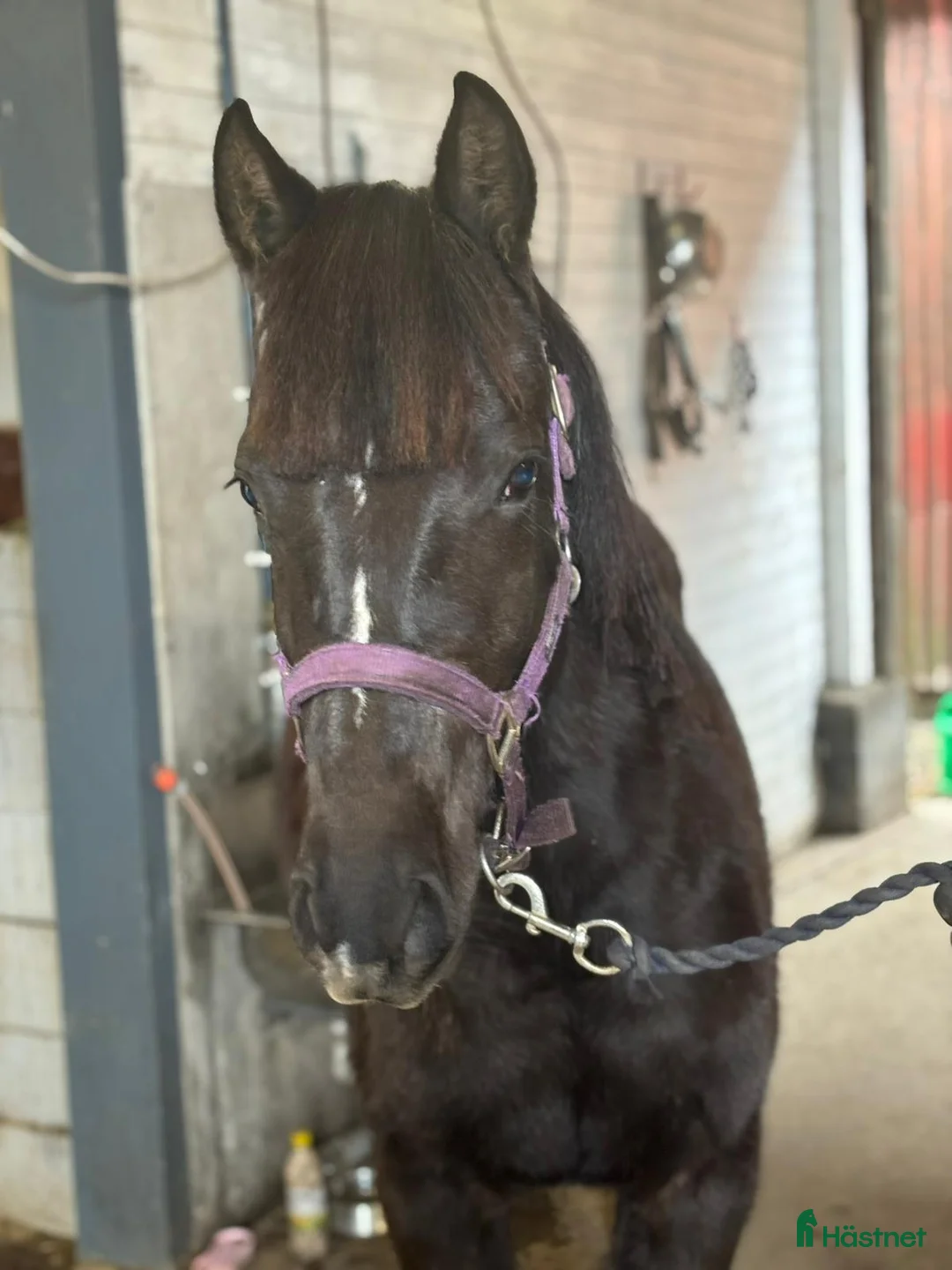 Hoppning hästar till salu: Framtida SM ponny till salu/foder - Annons 1