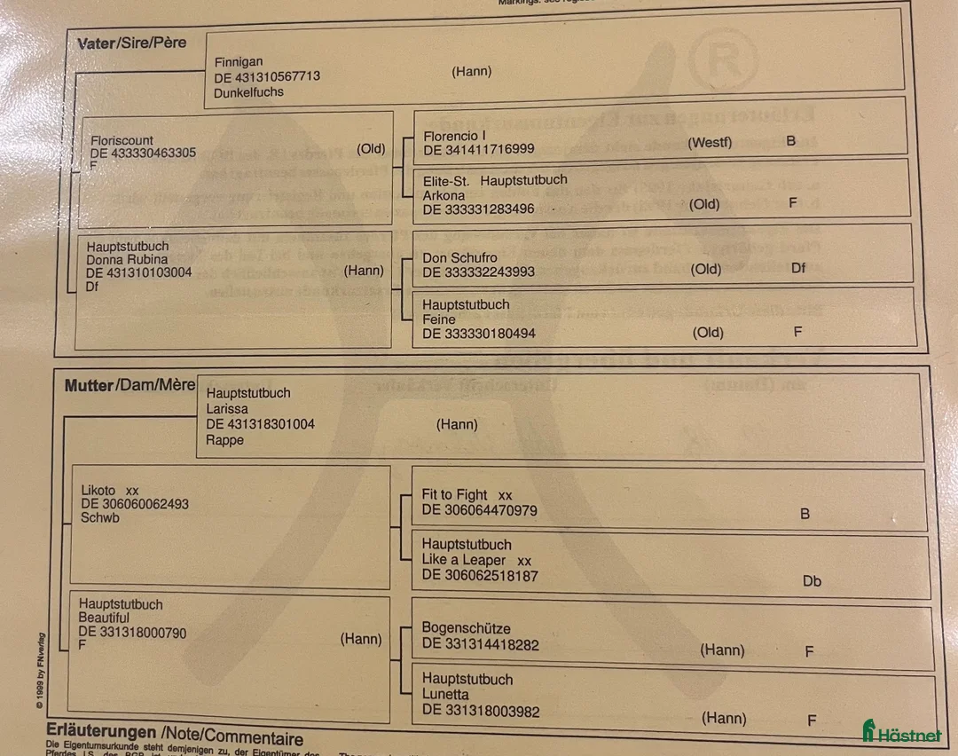 Avelshästar hästar till salu: Fint sto för avel  i Anderslöv - Annons 2