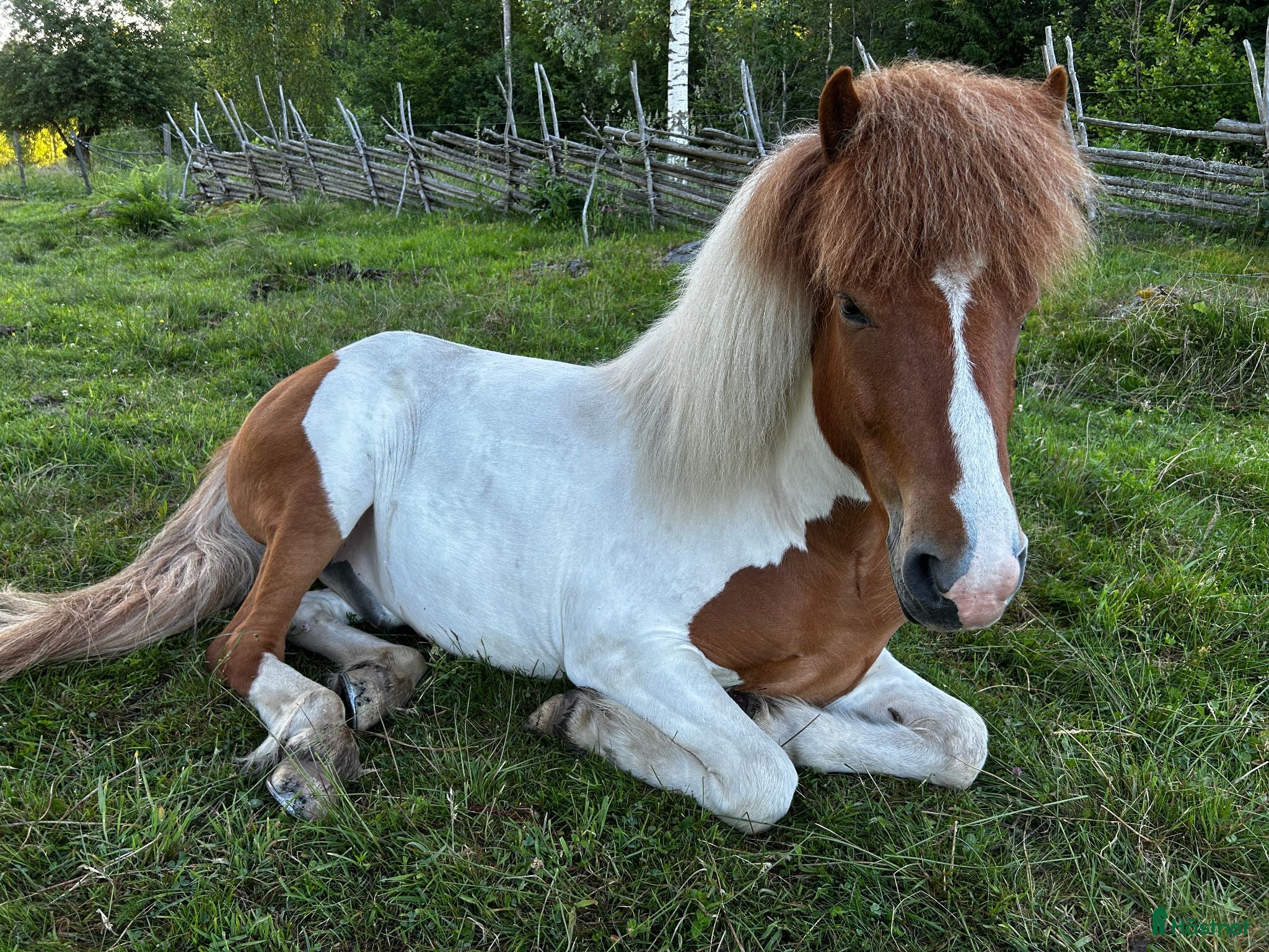  hästar Fin femgångsvalack med mycket utvecklingspotential - Annons 1