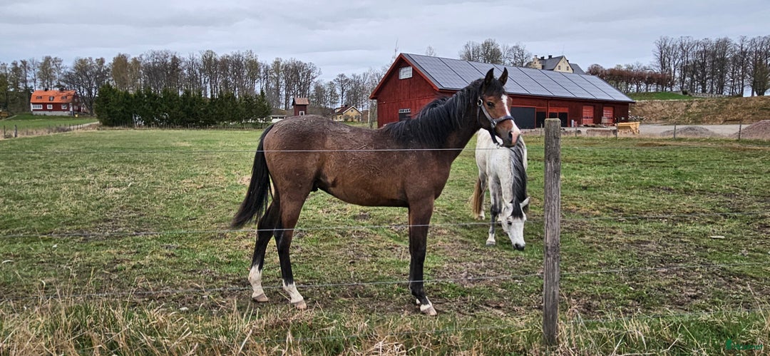Allround hästar till salu: Stor skm valack med framåtanda. STORA rörelser!! i Tystberga - Annons 3