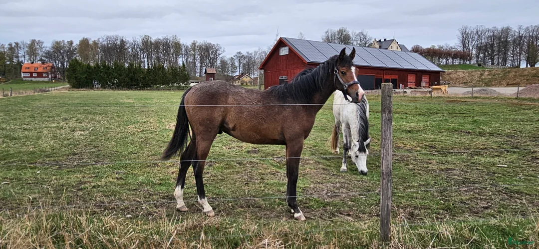 Allround hästar till salu: Stor skm valack med framåtanda. STORA rörelser!! i Tystberga - Annons 3