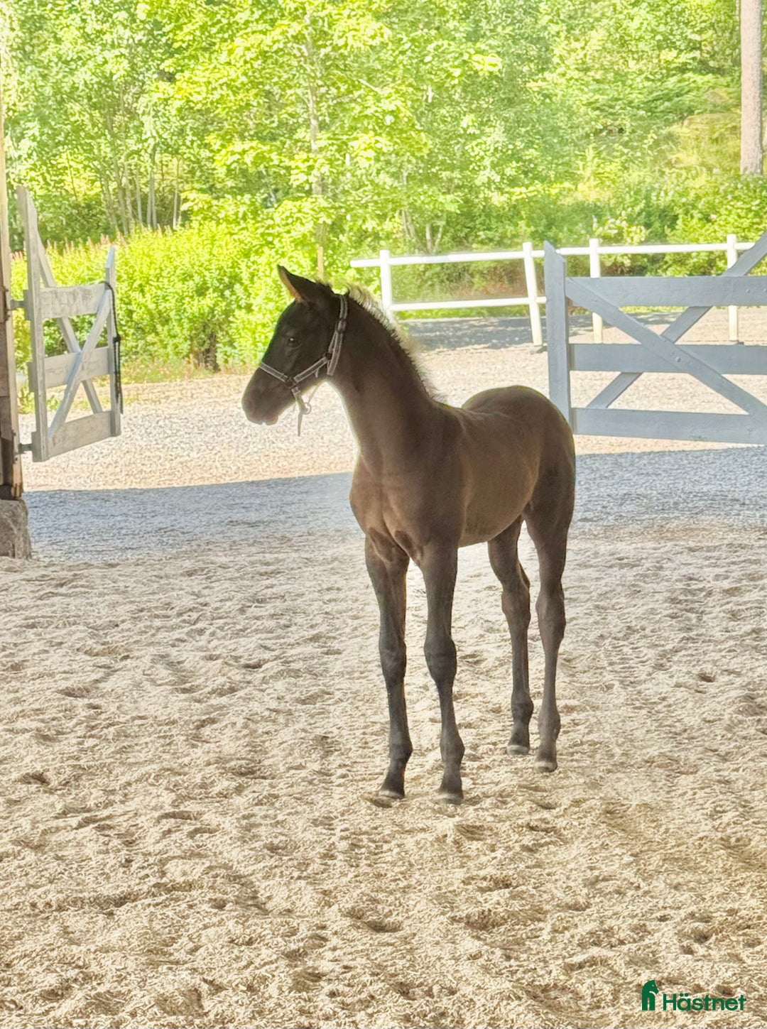 Dressyr hästar till salu: Långbent skönhet för dressyrsattsning i Frövi - Annons 2