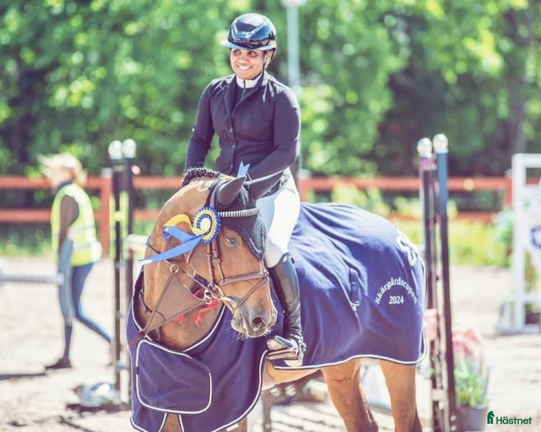 Hoppning hästar till salu: Spektakulärt sto med ett hjärta av guld!!💕🌟 - Annons 2