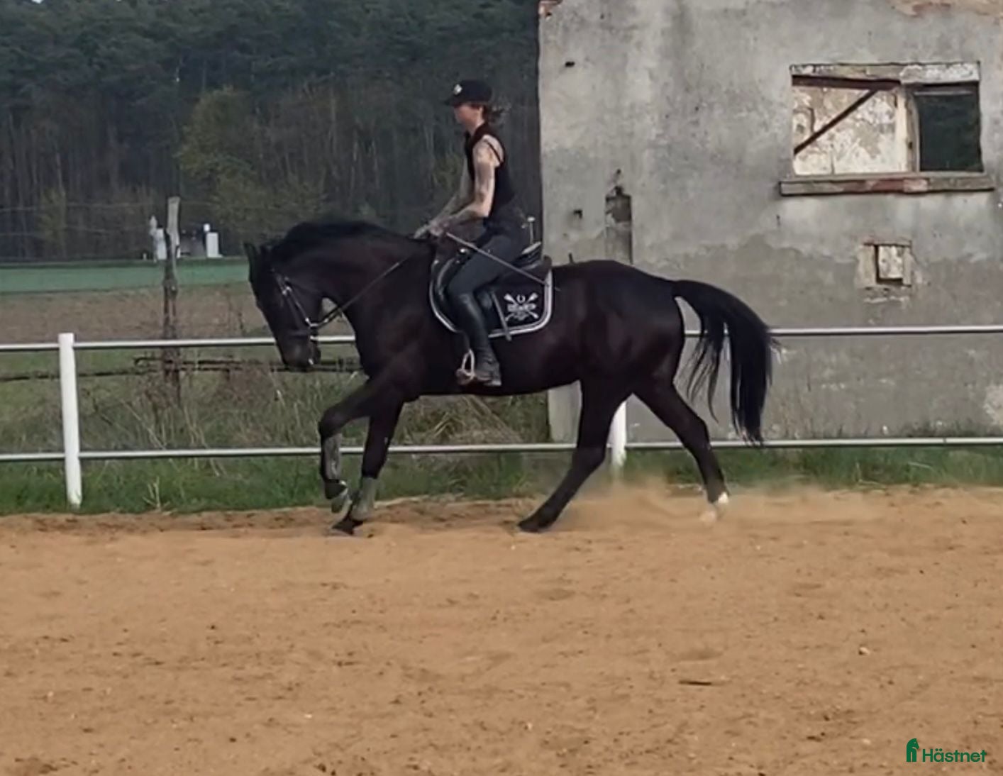  hästar Wonderful 6-year-old gelding for everyone - Annons 1