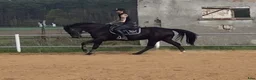 Allround hästar till salu: Wonderful 6-year-old gelding for everyone - Annons 1