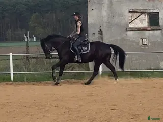 Allround hästar till salu: Wonderful 6-year-old gelding for everyone - Annons 1