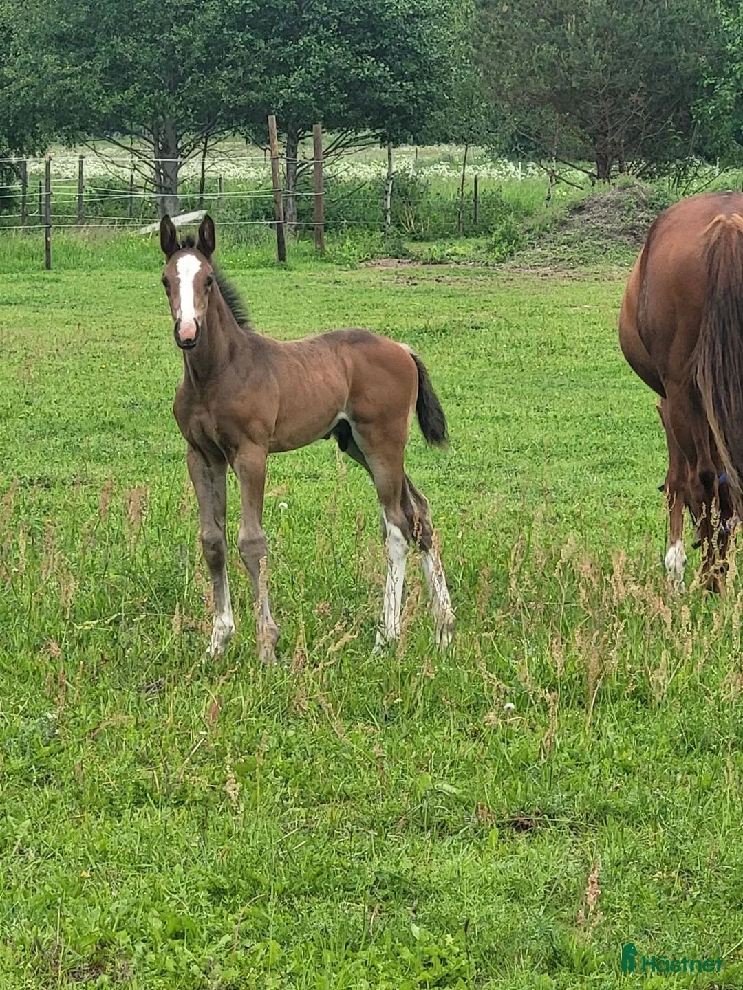Hoppning hästar till salu: Snygg hingst  - Annons 1
