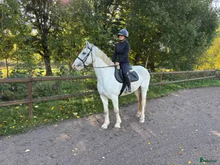 hästar Dponny sto - Annons 5