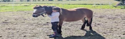  foderhäst finnes: B-ponny söker fodervärd - Annons 1