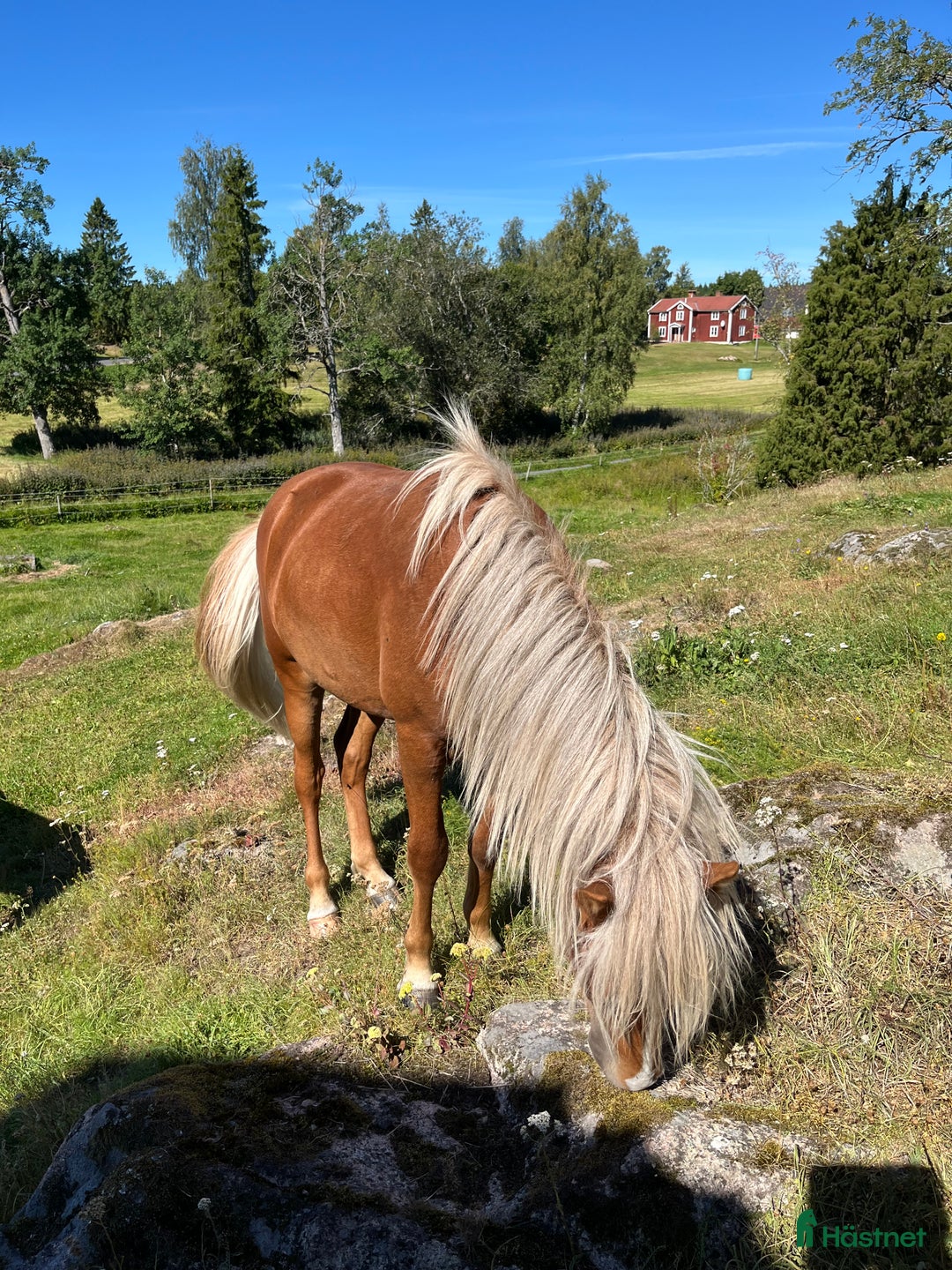 Island hästar till salu: Snäll charmig och snygg hingst i Nässjö - Annons 9