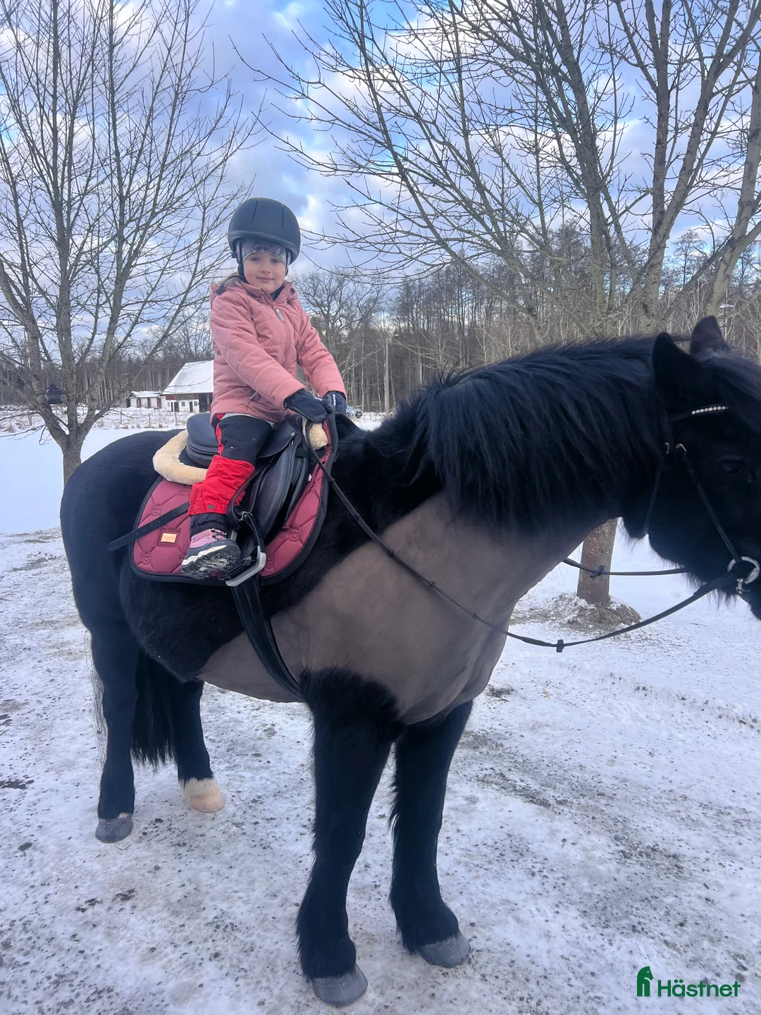 Allround hästar till salu: Snygg nordsvensk valack  - Annons 3