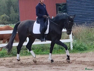 hästar Charmör och mycket snygg dressyr🌟 i Märsta - Annons 2