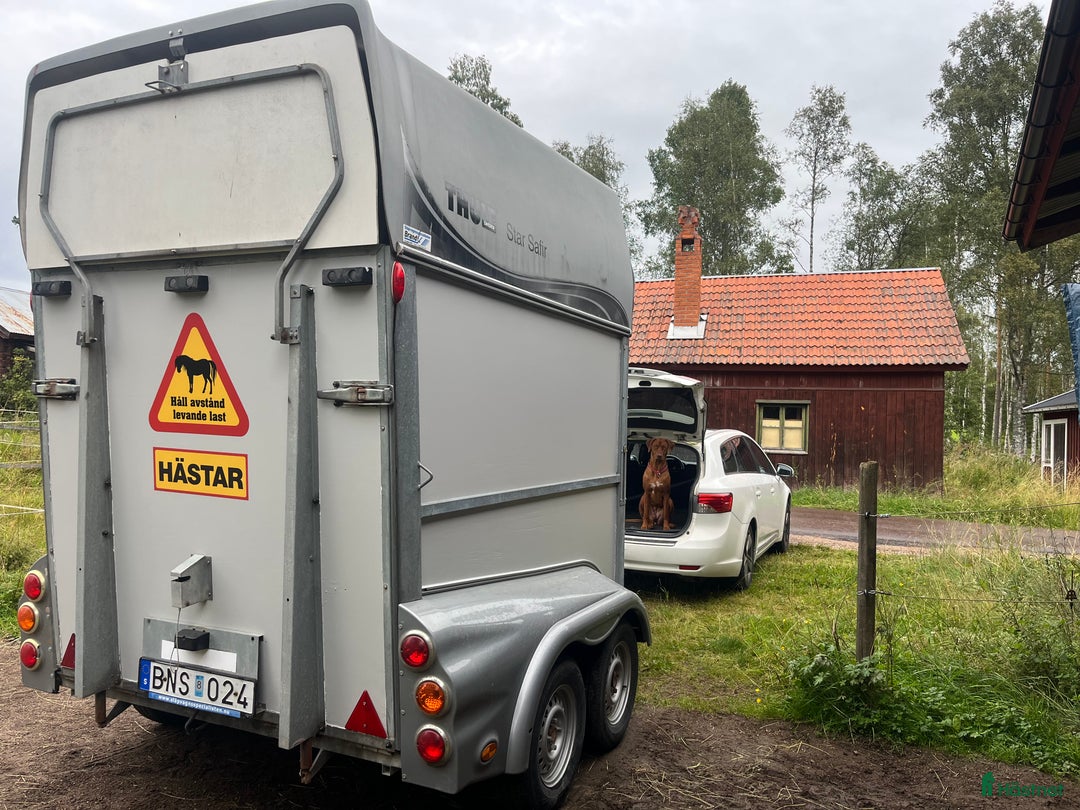 Hästtransporter  fordon & transport till salu: Stabil boogie transport Thule Safir E5 i Mora - Annons 1