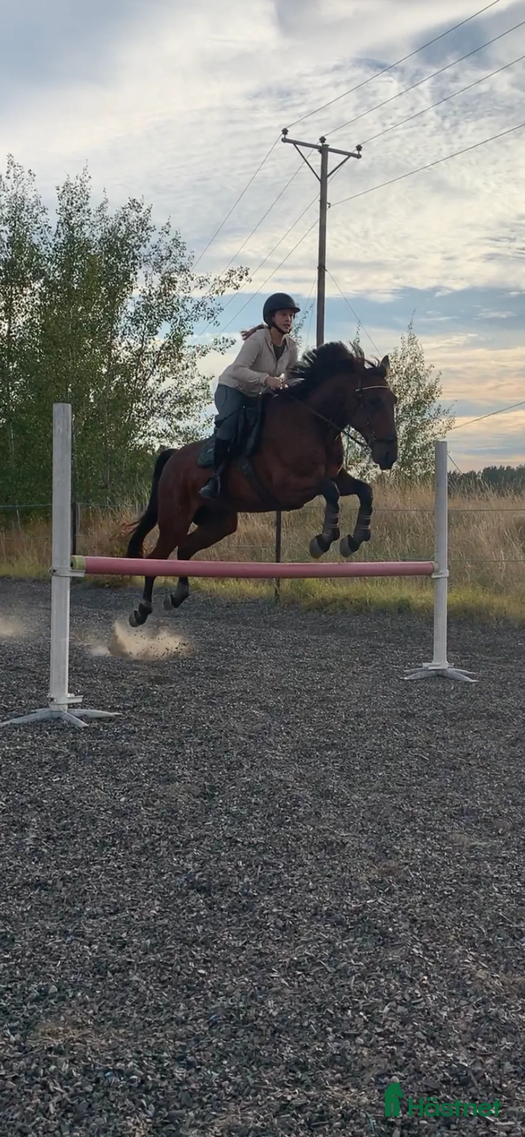 Allround hästar till salu: En go häst att göra lite av varje med i Vallentuna - Annons 9