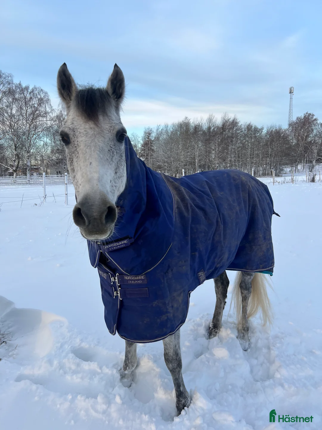 Allround hästar till salu: Läromästare i sina bästa år - Annons 3