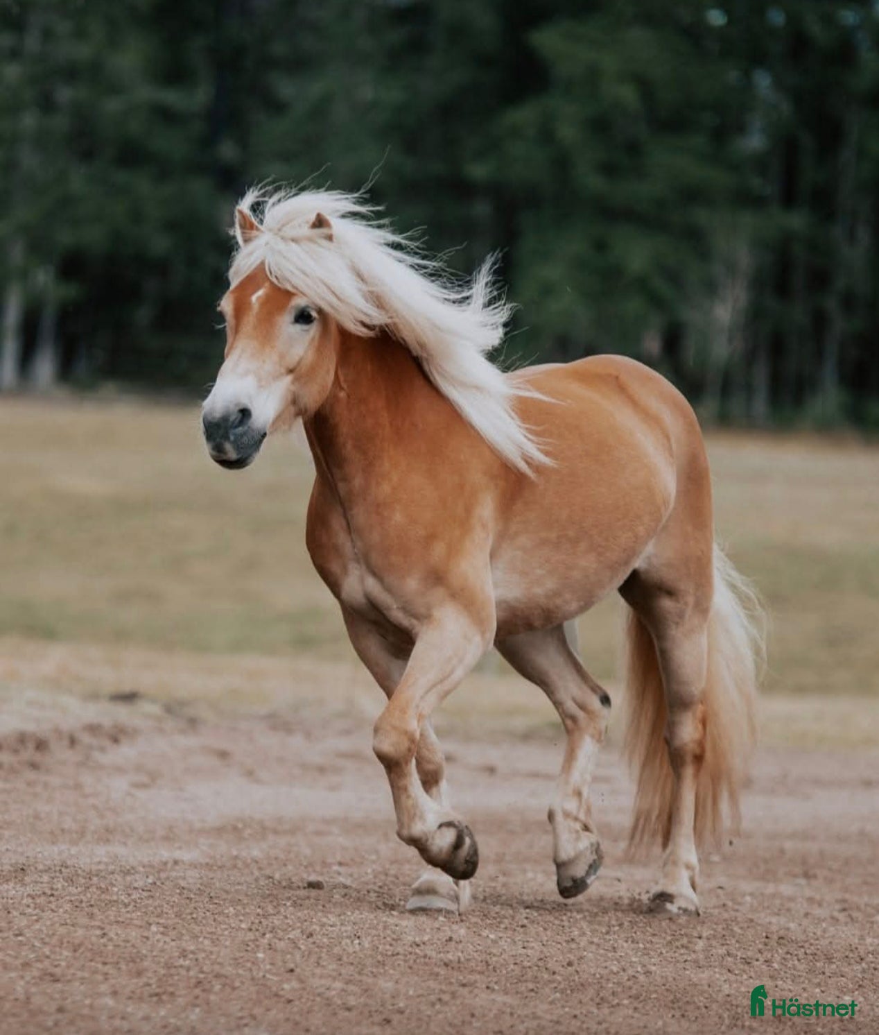  hästar Franatica 10-årigt sto allround  - Annons 11