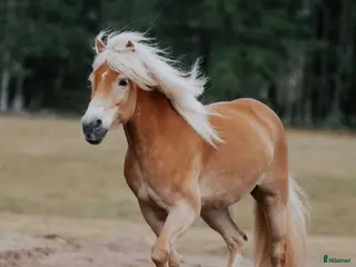 hästar Franatica 10-årigt sto allround - Annons 11