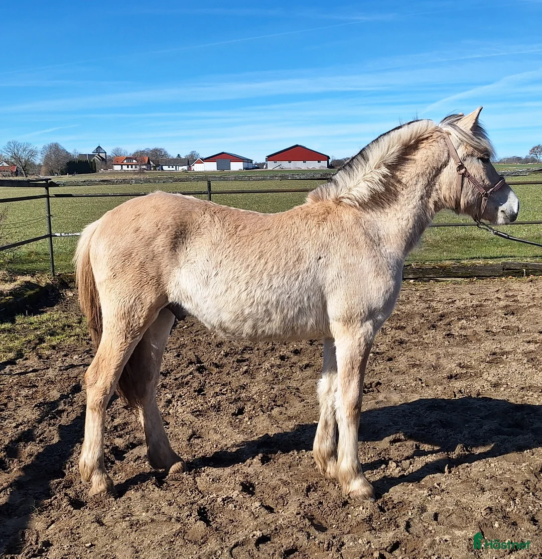 Allround hästar till salu: Rörlig 1 års hingst/ hingstämne  - Annons 1