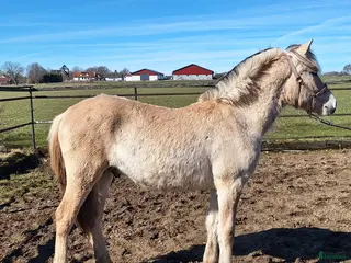 Allround hästar till salu: Rörlig 1 års hingst/ hingstämne - Annons 2