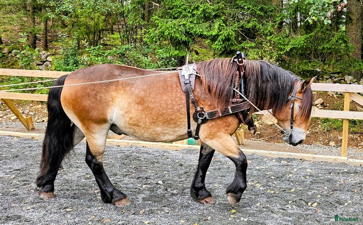  hästar Lovande rid- och körhäst i Kungsäter - Annons 15
