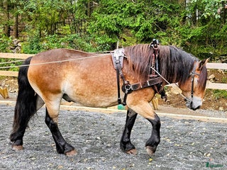 Allround hästar till salu: Lovande rid- och körhäst i Kungsäter - Annons 2