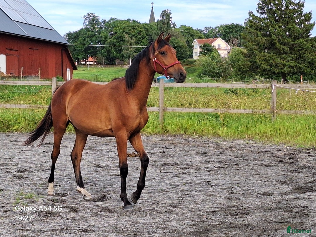 Dressyr hästar till salu: Vackert gångartssto - Annons 7