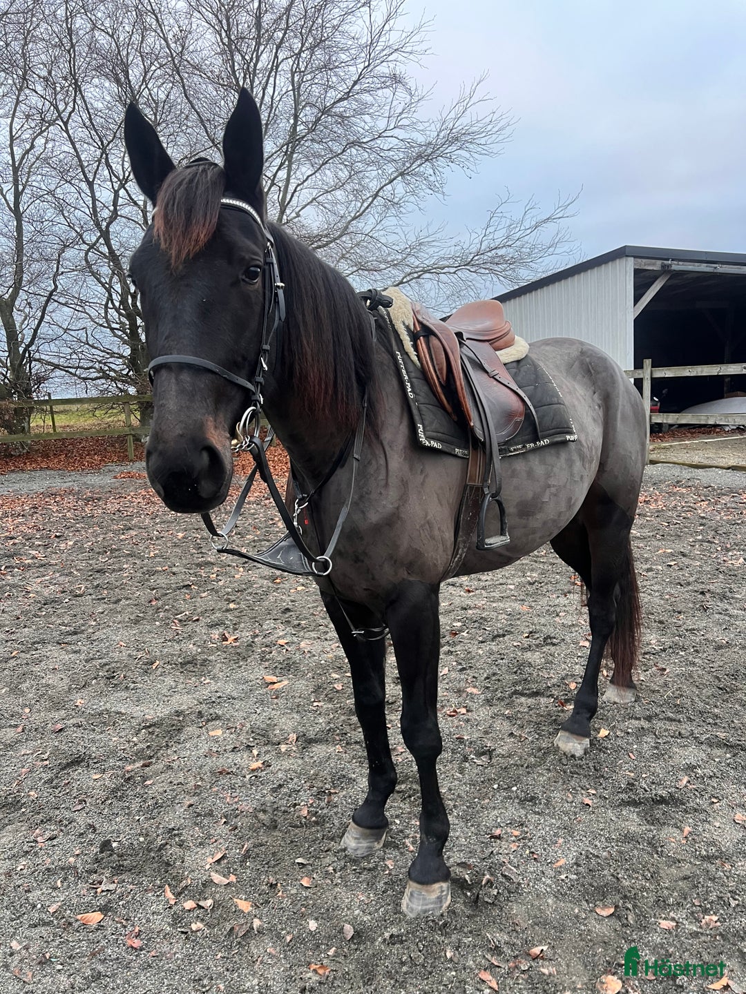 Allround hästar till salu: Världens snällaste tjej  i Blentarp - Annons 1