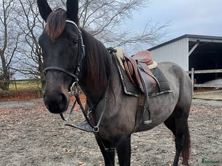 hästar Världens snällaste tjej i Blentarp - Annons 6