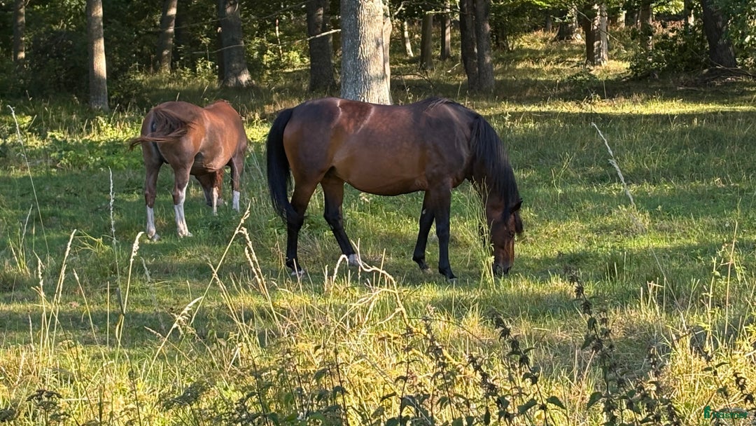 Avelshästar hästar till salu: BOKAD: Avelssto dräktig m Hesselhøj Double Up i Kalmar - Annons 5