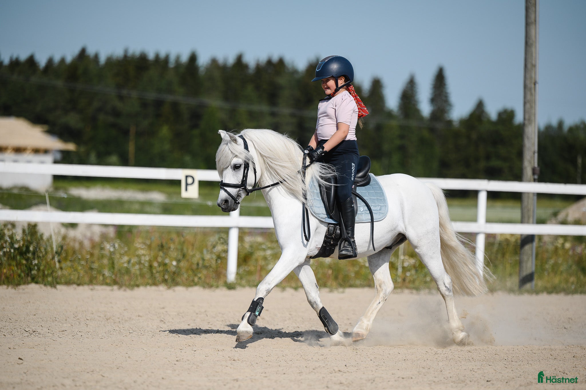 Dressyr hästar till salu: Dream Welsh Pony 10yrs - Annons 1