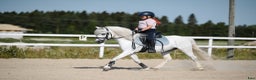 Dressyr hästar till salu: Dream Welsh Pony 10yrs - Annons 1