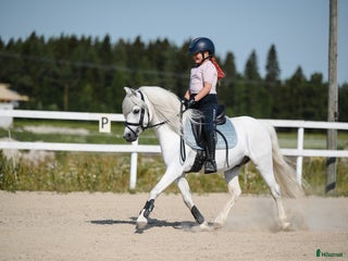Dressyr hästar till salu: Dream Welsh Pony 10yrs - Annons 1