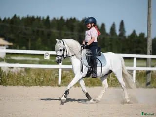 hästar Dream Welsh Pony - Annons 19