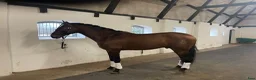 Dressyr hästar till salu: Vacker PRE 175cm.  - Annons 7
