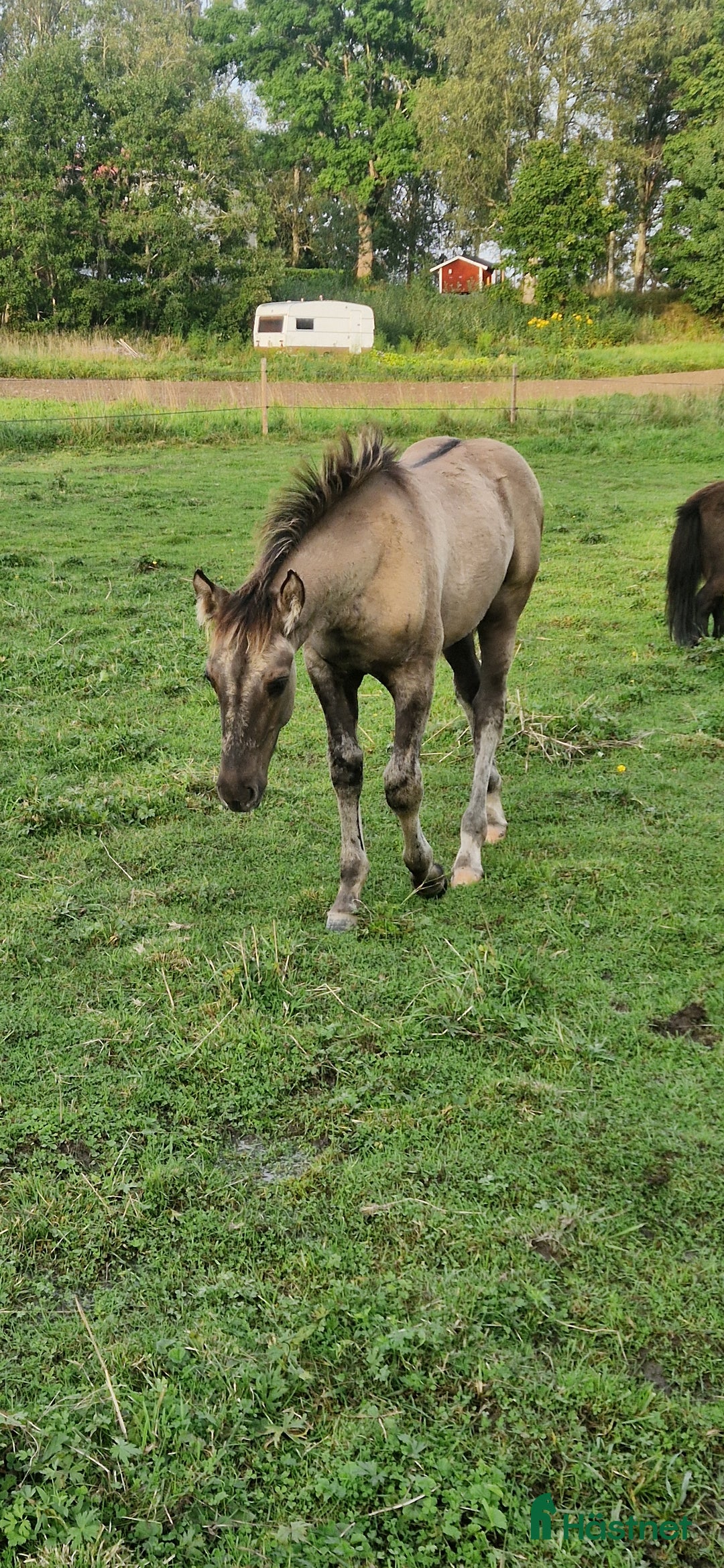 Allround hästar till salu: Guld pojken i Söderbärke - Annons 2