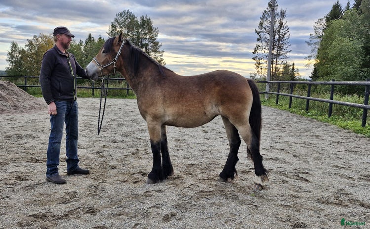  hästar Tora – lovande unghäst född 2024 i Strömsund - Annons 1