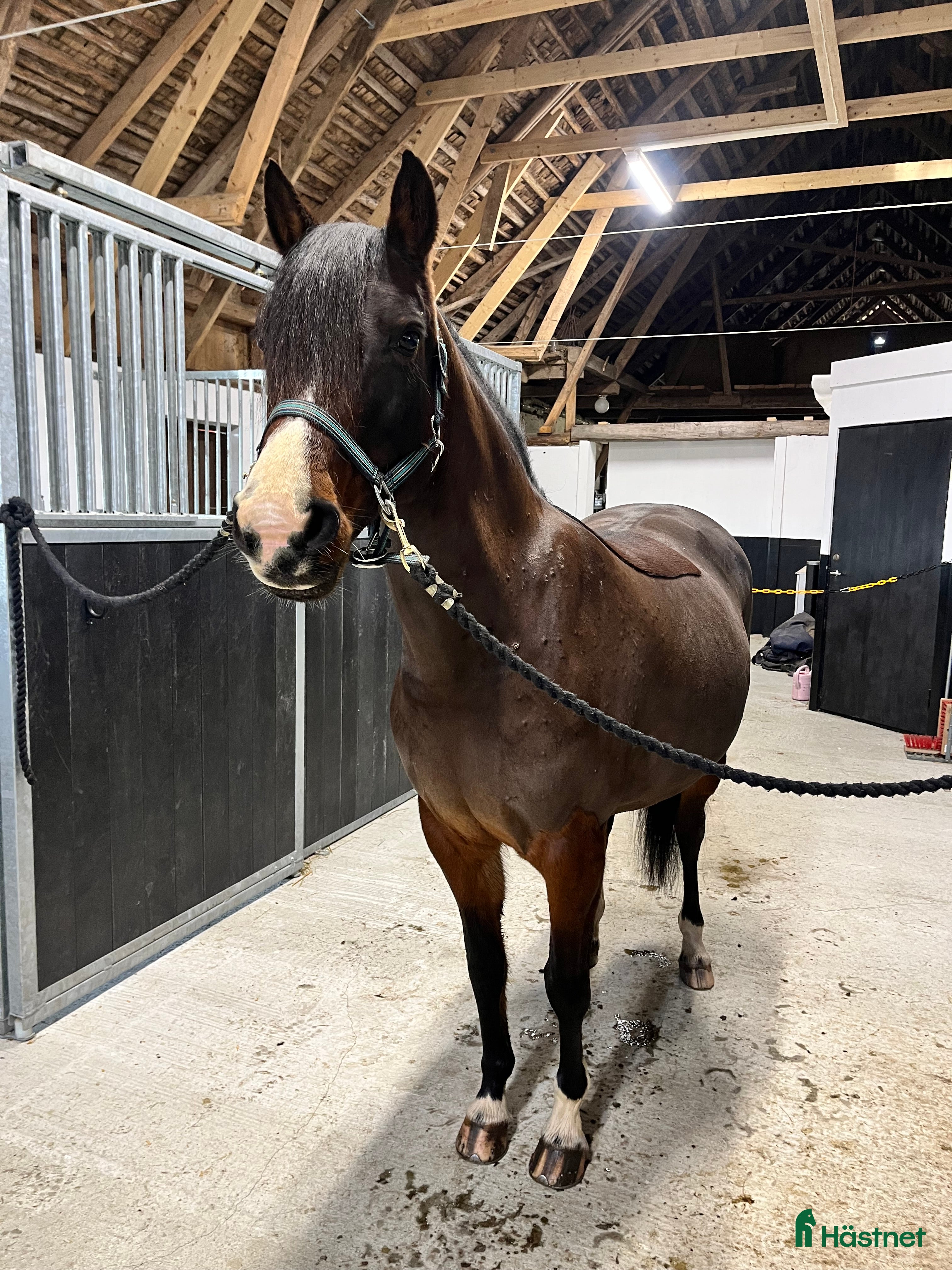  hästar Supersöt c-ponny  - Annons 16