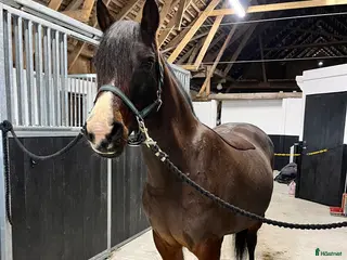 hästar Supersöt c-ponny - Annons 16