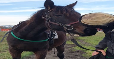  hästar 1 årigt sto till trav i Nossebro - Annons 8