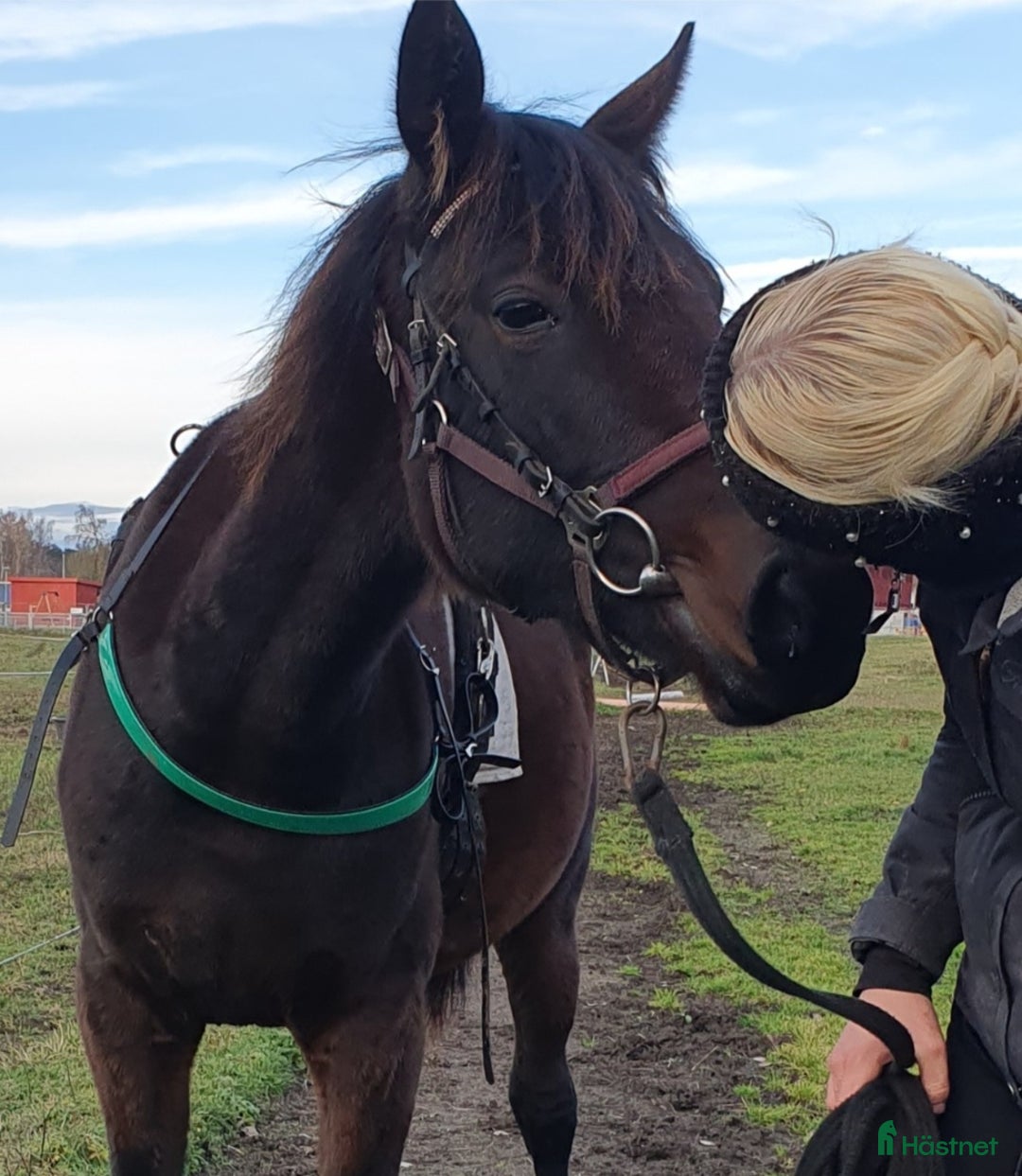 Trav hästar till salu: 1 årigt sto till trav i Nossebro - Annons 2