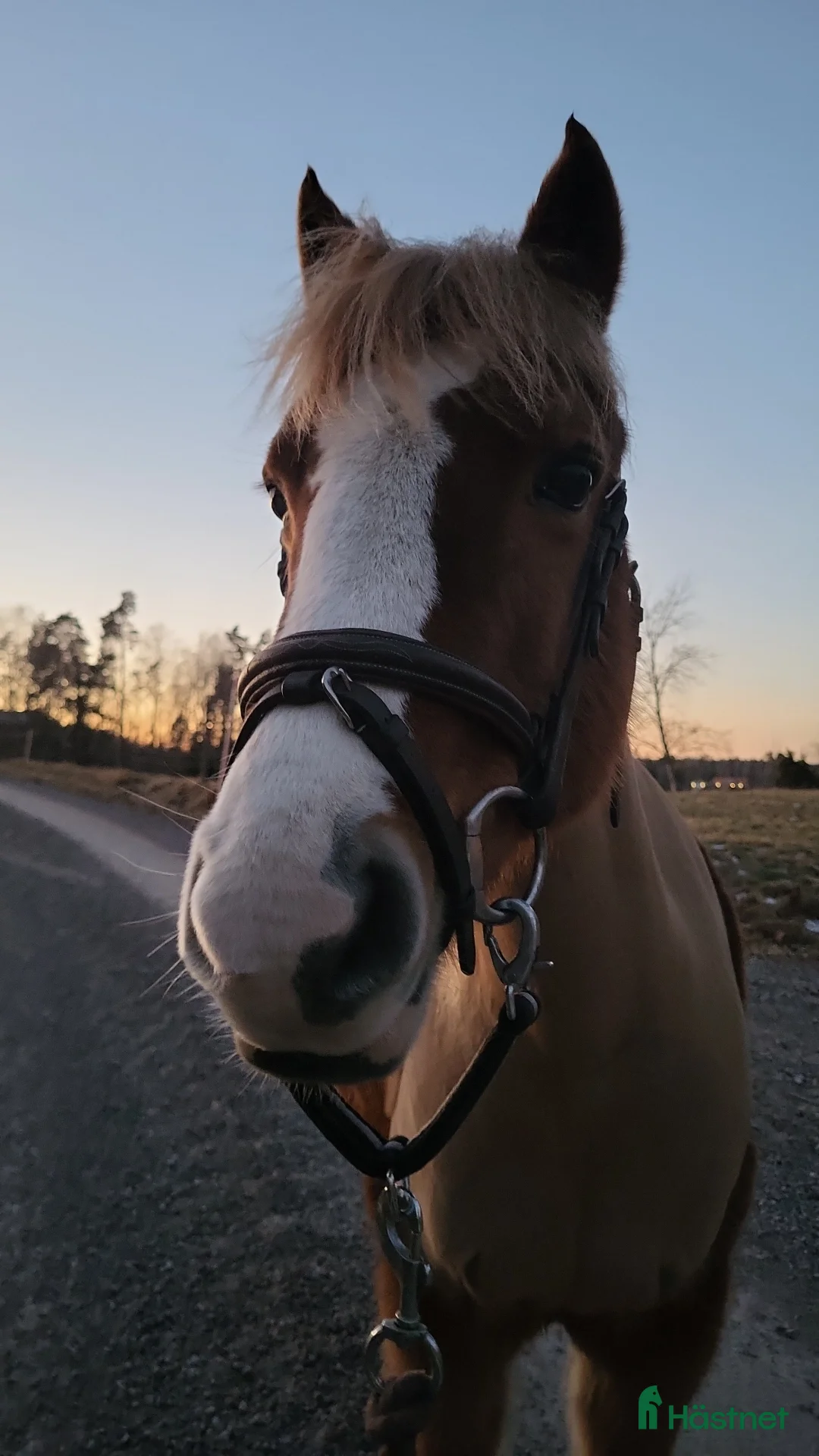 Allround hästar till salu: Intressekoll! Scilla söker sin nya lilla ryttare❤️ i Ljungsbro - Annons 5