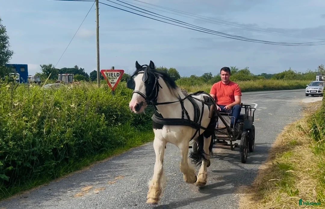 Allround hästar till salu: 125cm gelding, trained to ride and drive! - Annons 2