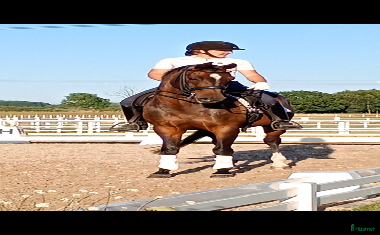  hästgårdar till salu i Åhus - Annons 2