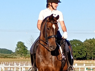 hästgårdar till salu: Önskar hyra i Skåne (östra) i Åhus - Annons 17