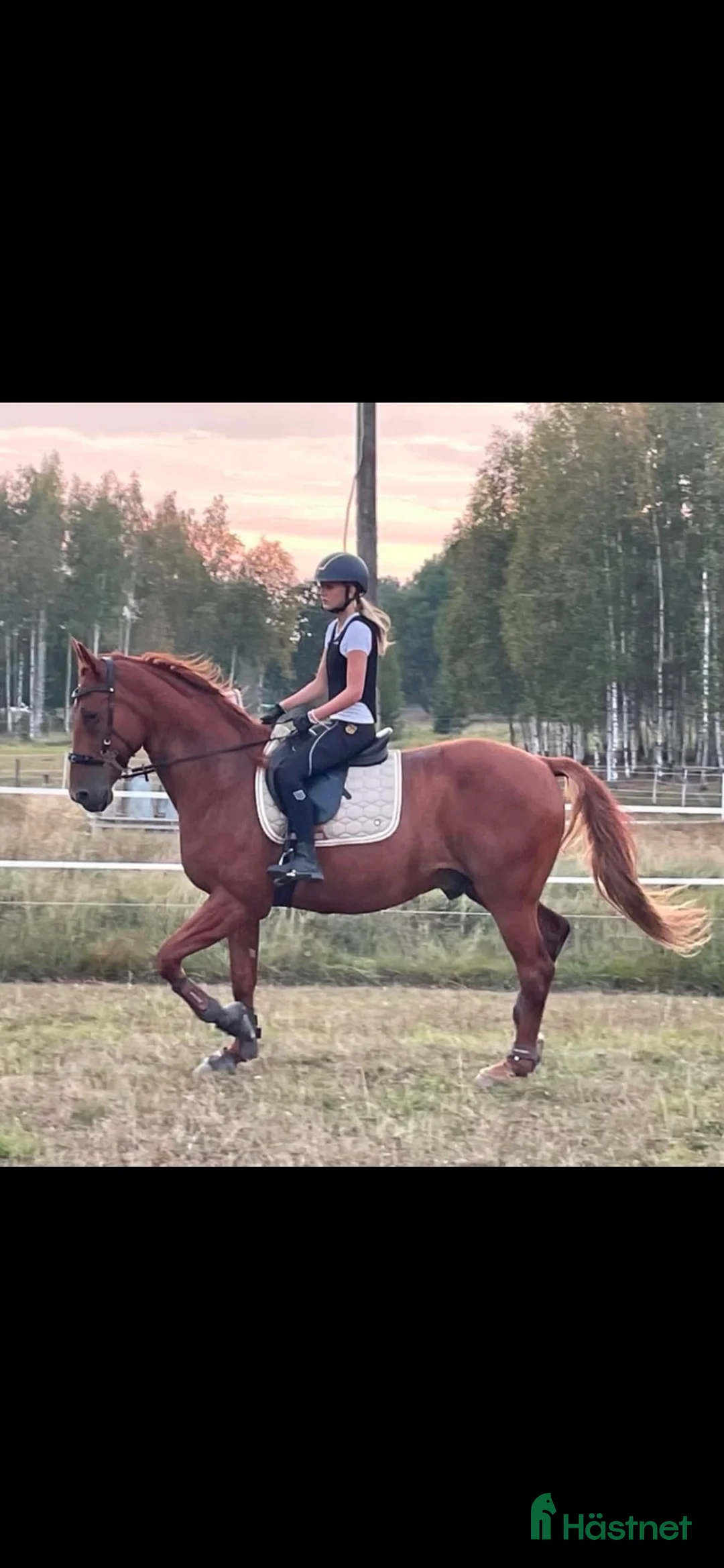 Allround hästar till salu: Bosse ☀️ - Annons 2